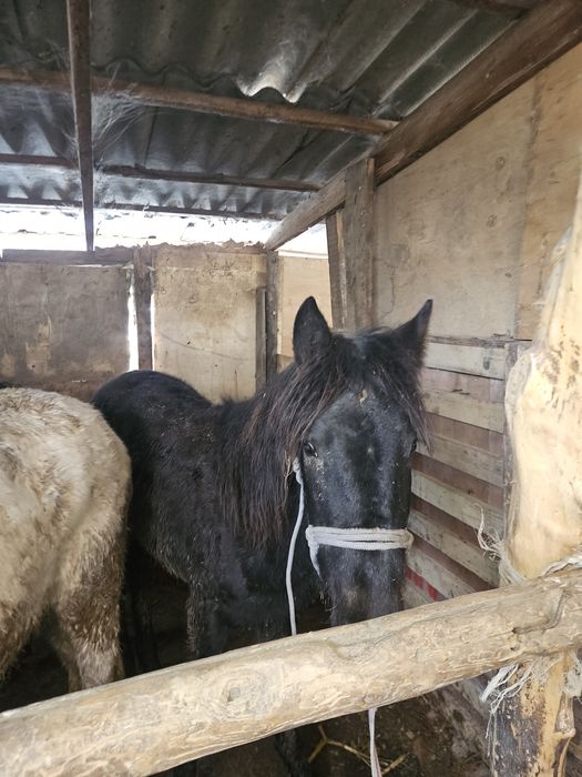 Продам.  жеребят