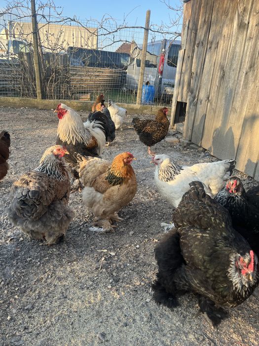 Cocos Brahma 2025 + gaini tinere 2025