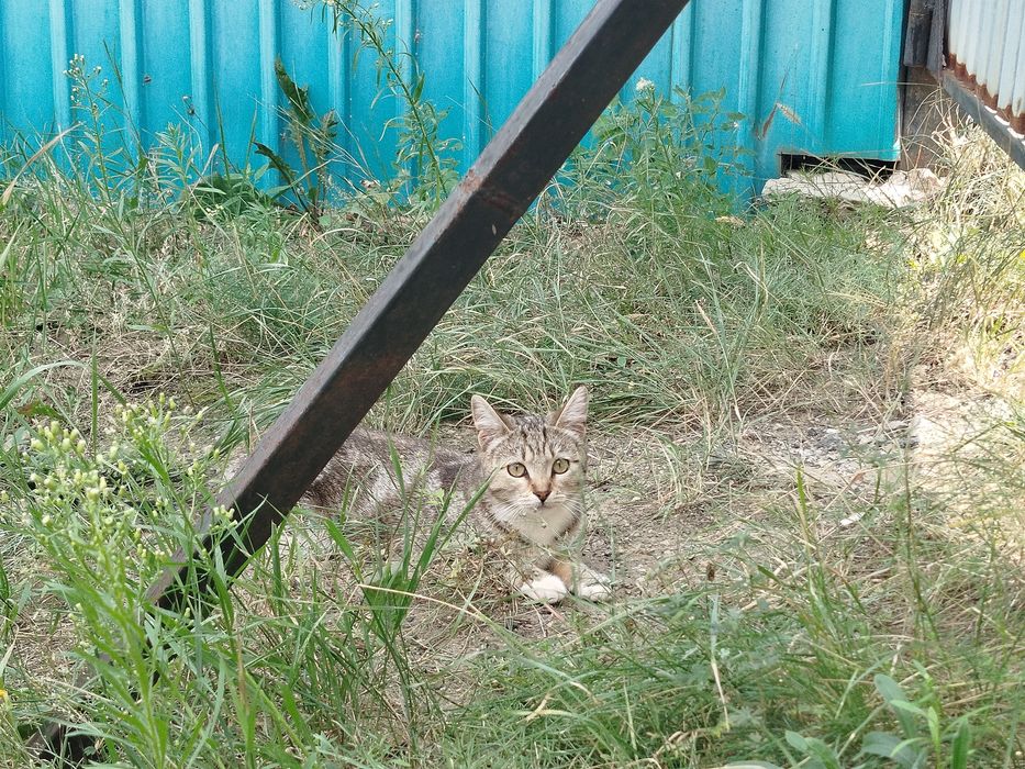 Отдам котенка в добрые руки