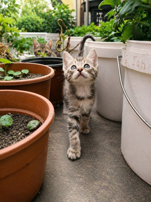 Котенок от крысоловки мальчик