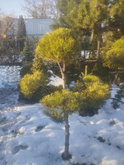 Бонсай и  прочее