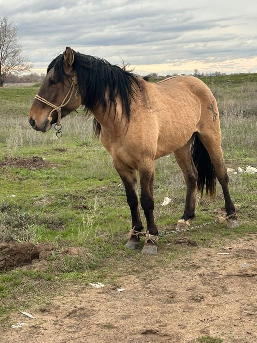 Мұғалжар жылқы сатылады