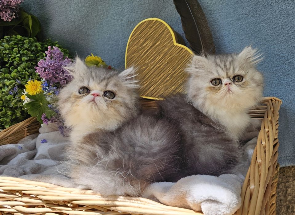 Персийски котенца