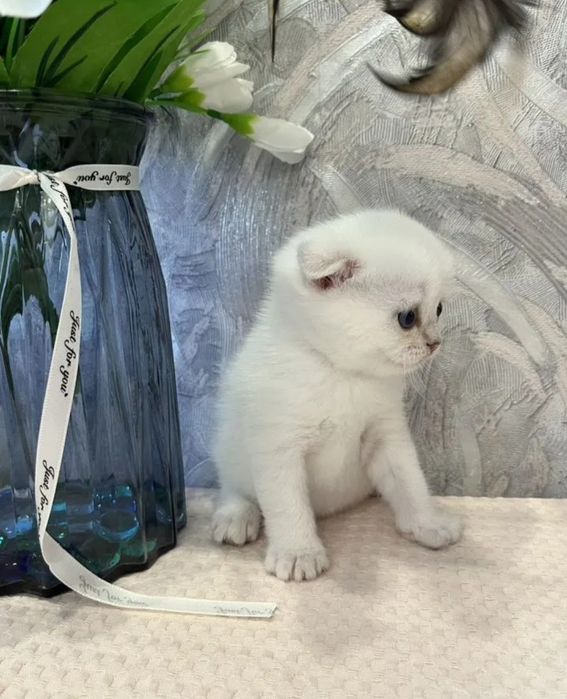 шотландский вислоухий котёнок