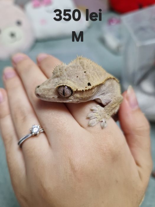 Șopârle gecko crestat