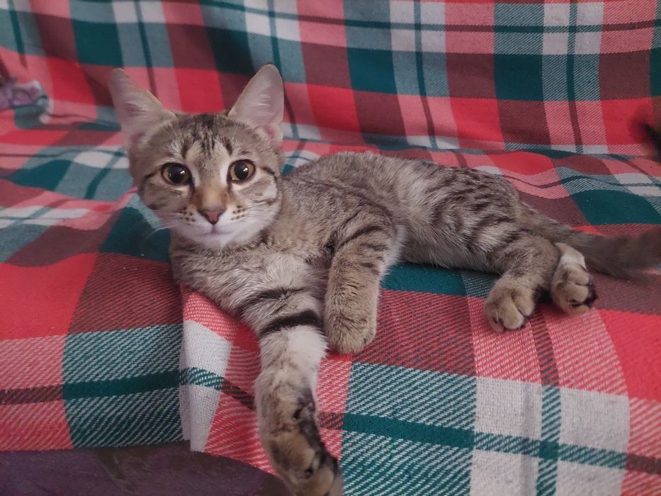 Отдадим котенка в надежные руки