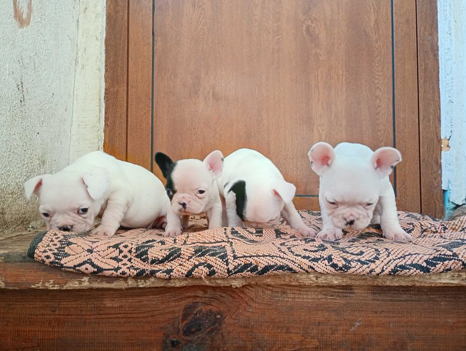 Френски булдог кученца