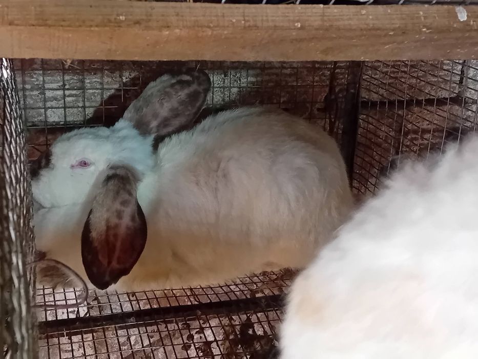 Kалифорнийски и новозеландски зайци - цика