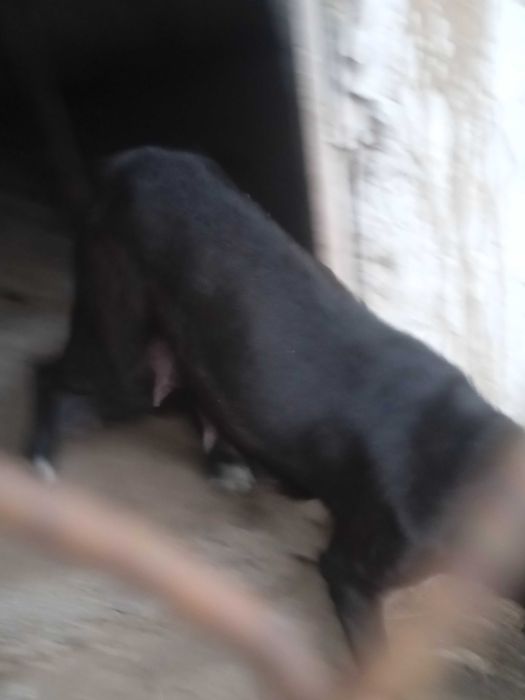 Pitbull it urgochi sotiladi