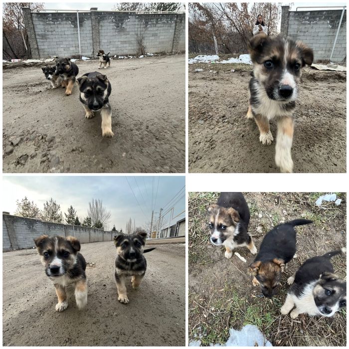 Отлам щенят только в любящие руки!!