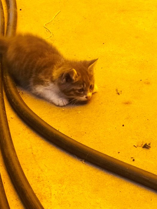 Отдаем котят в добрые руки