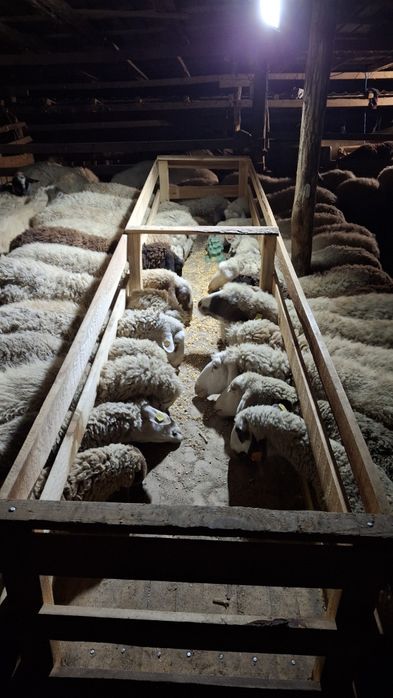 Продавам  агнета шилета овце