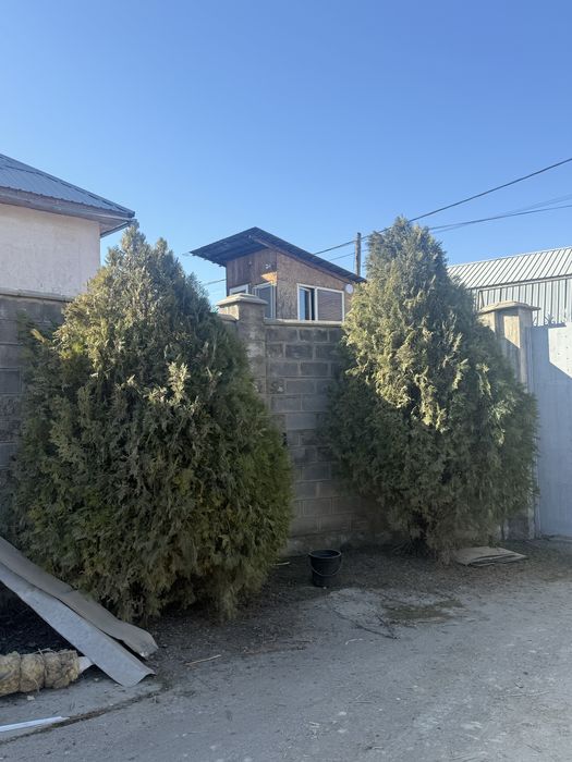 Ёлка 3,5-4 метр,самовызов 30,40к