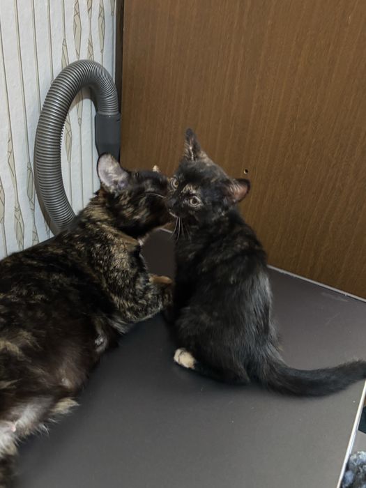 Отдам котят бесплатно