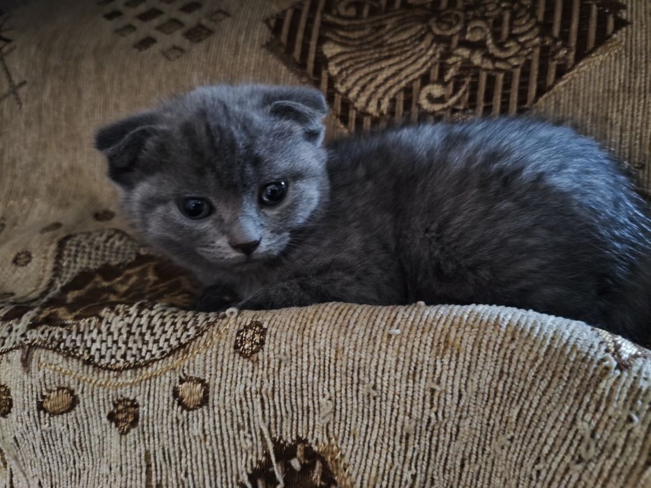 Котята шотландцы веслоухие
