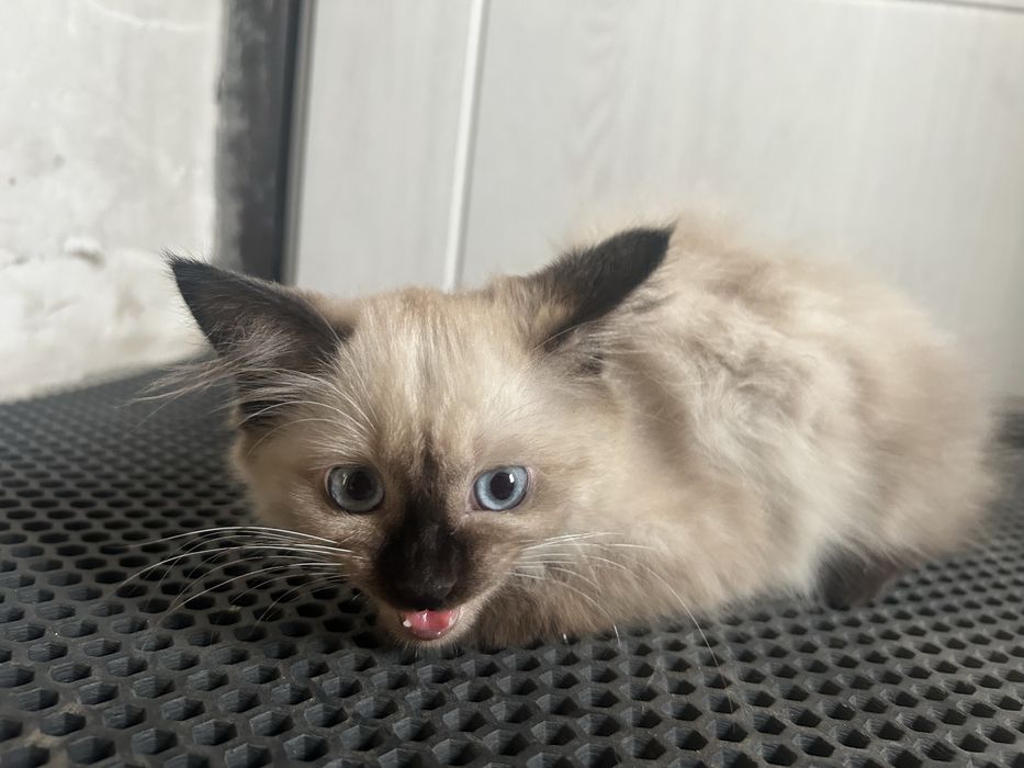 Котенок ищет дом