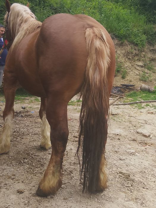Vând sau schimb armăsar