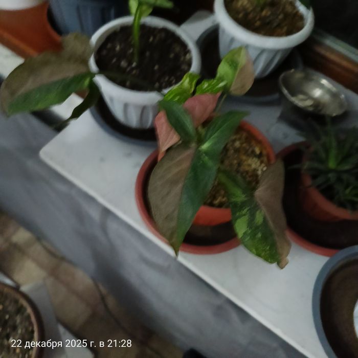 Продам полку для цветов.