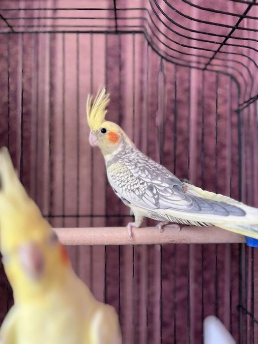 Домашний две попугай друзя