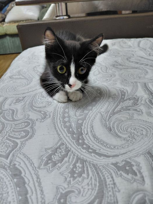 Отдам котенка...