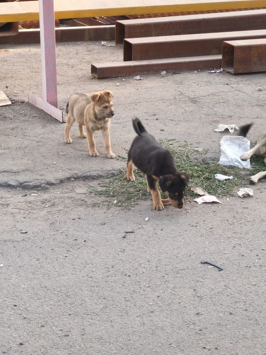 Щенята в добрые руки