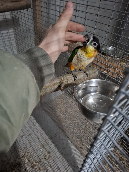 Papagal caique blând