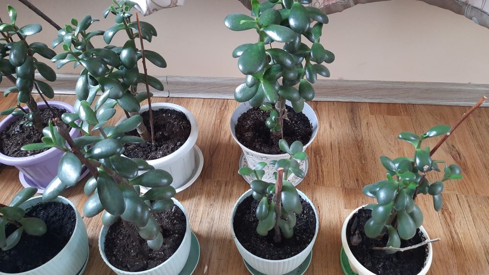 Продам денежное дерево