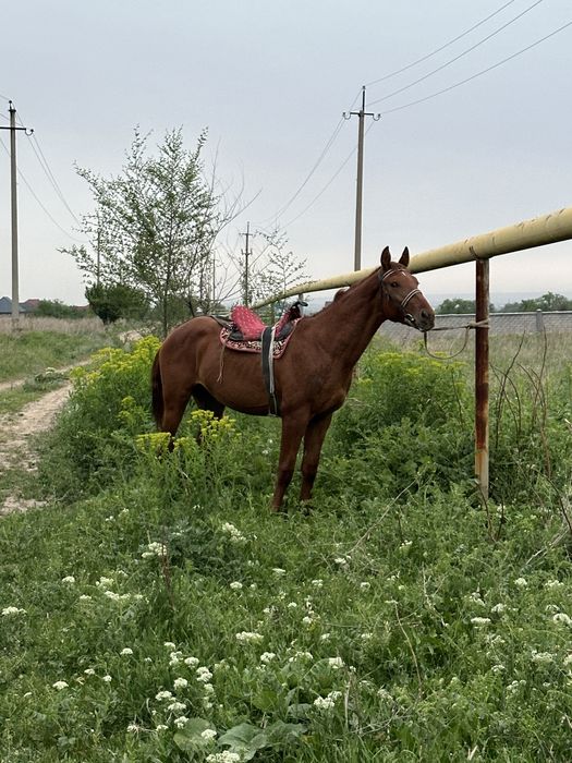 Донен сатылад          .