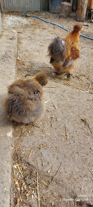 Motata japoneza familie 2+1