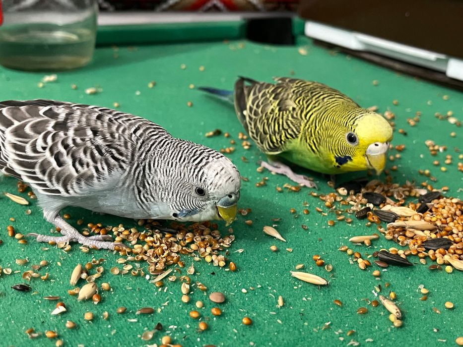 Волнистые попугаи