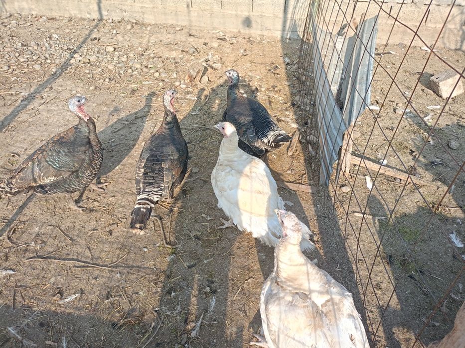 Түйеқус сатылады