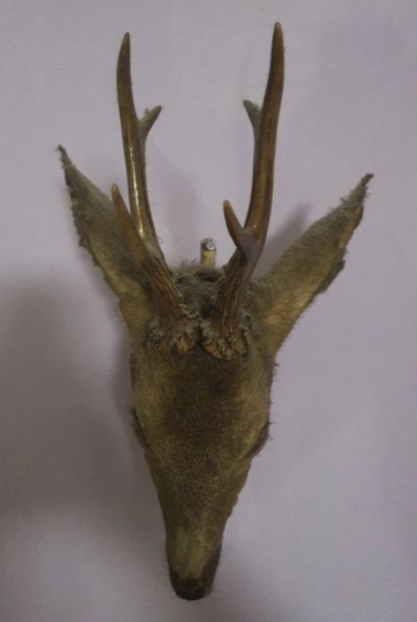 Трофей - Глава на Сръндак