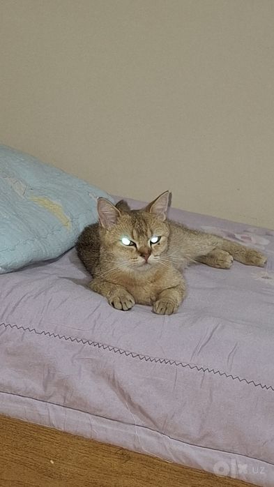Zalataya shinhsila 1 yosh