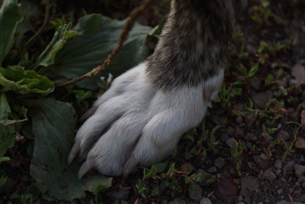 Щенок в поиске семьи
