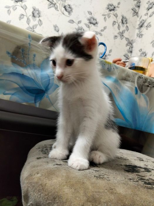 Котёнок вислоухий