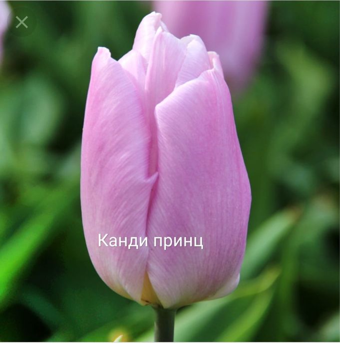 ТЮЛЬПАНЫ оптом и в розницу