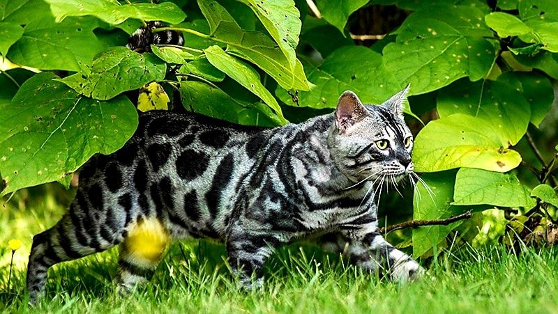 Бенгал "Silver and Gold". В продаже!