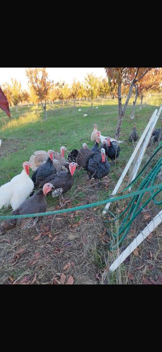 Продавам селски пуйки