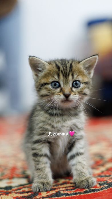 Котята в добрые руки