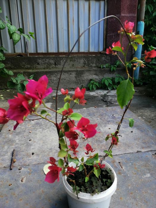 ПРОДАМ Бугенвилию