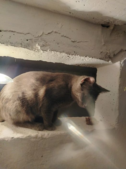 Отдам кошечку в добрые руки