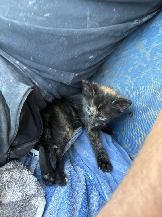 Pui de pisica spre adoptie