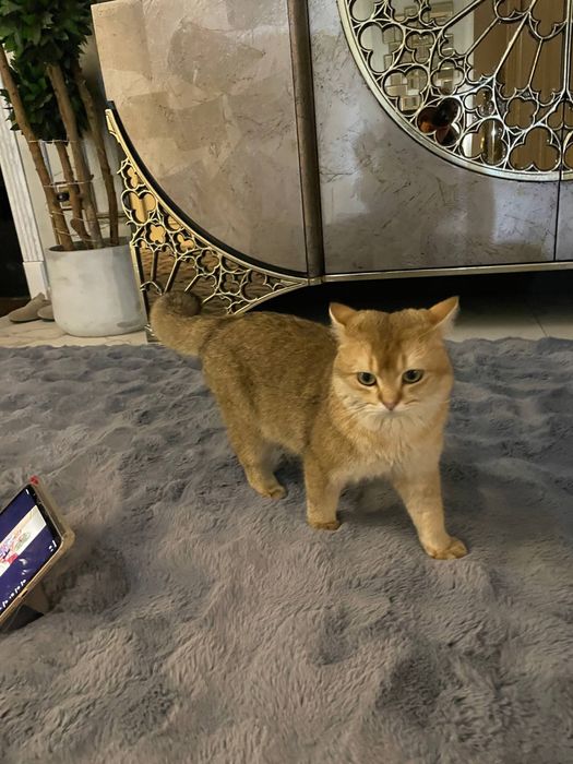 Scotish strayt tekirovinniy shinshilla 1yosh ogil bola  soglom 150 kam