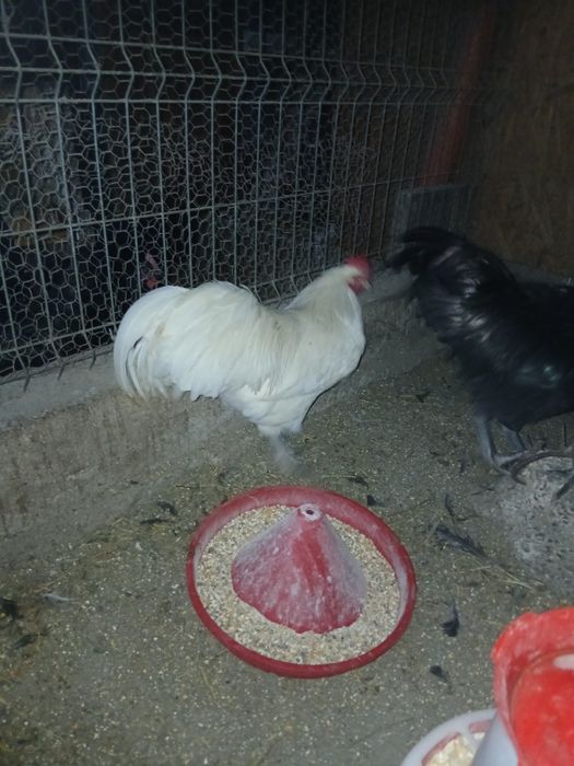 Cocoși Australorp pe  alb si pe 8 luni