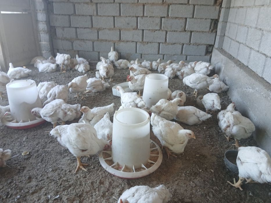 Продается  домашный бройлер 1500тг кг