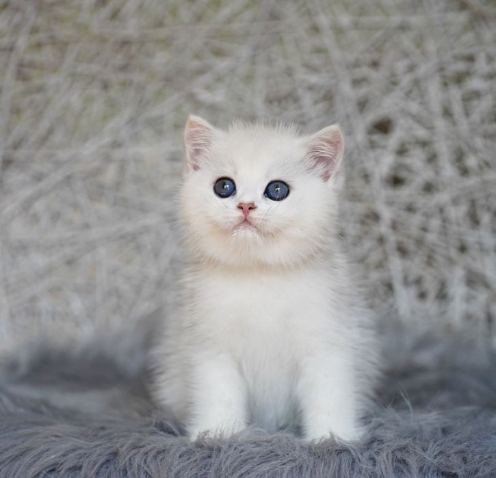 Британские котята