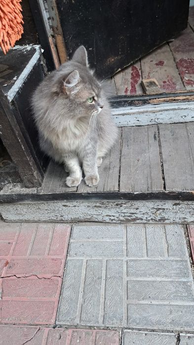 Пропала кошка летом