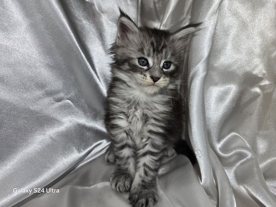 Чистокръвни Котенца Мейн Куун
