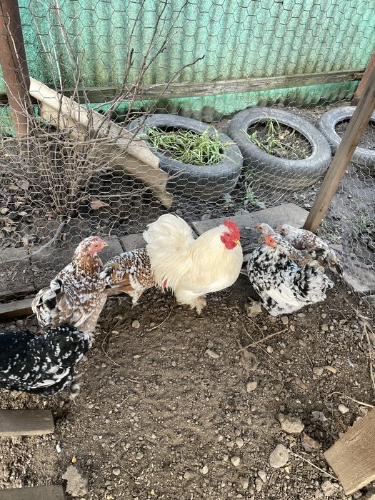 Vand gaini americane