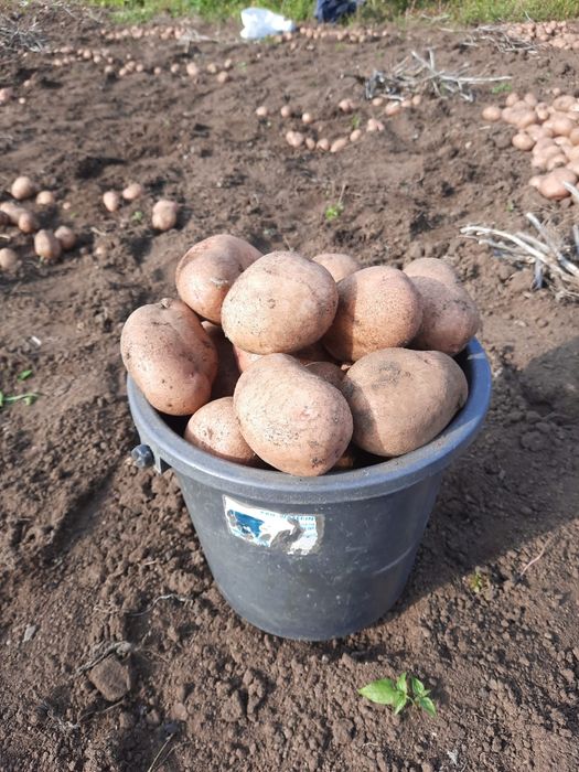 Продам дачный красный картофель